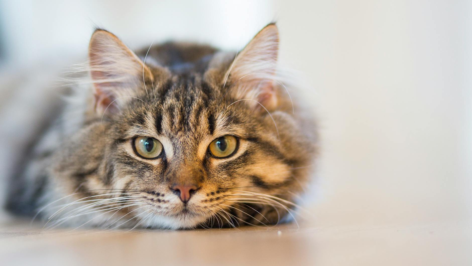 Nail Caps for Kittens: A Safe Alternative for Claw Management