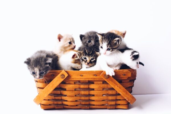 Nail Caps for Kittens: Protecting Your Home and Family