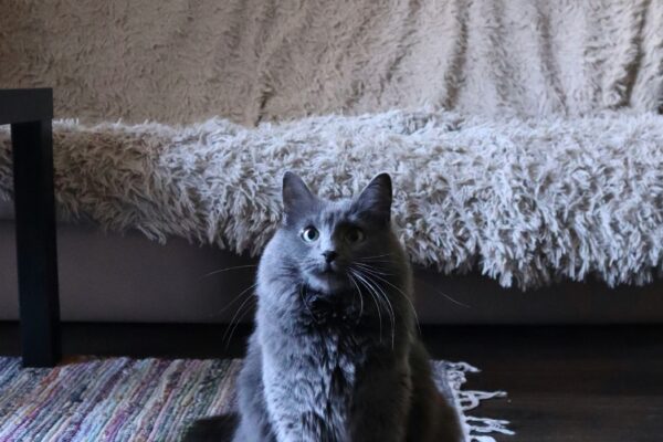 nebelung cat