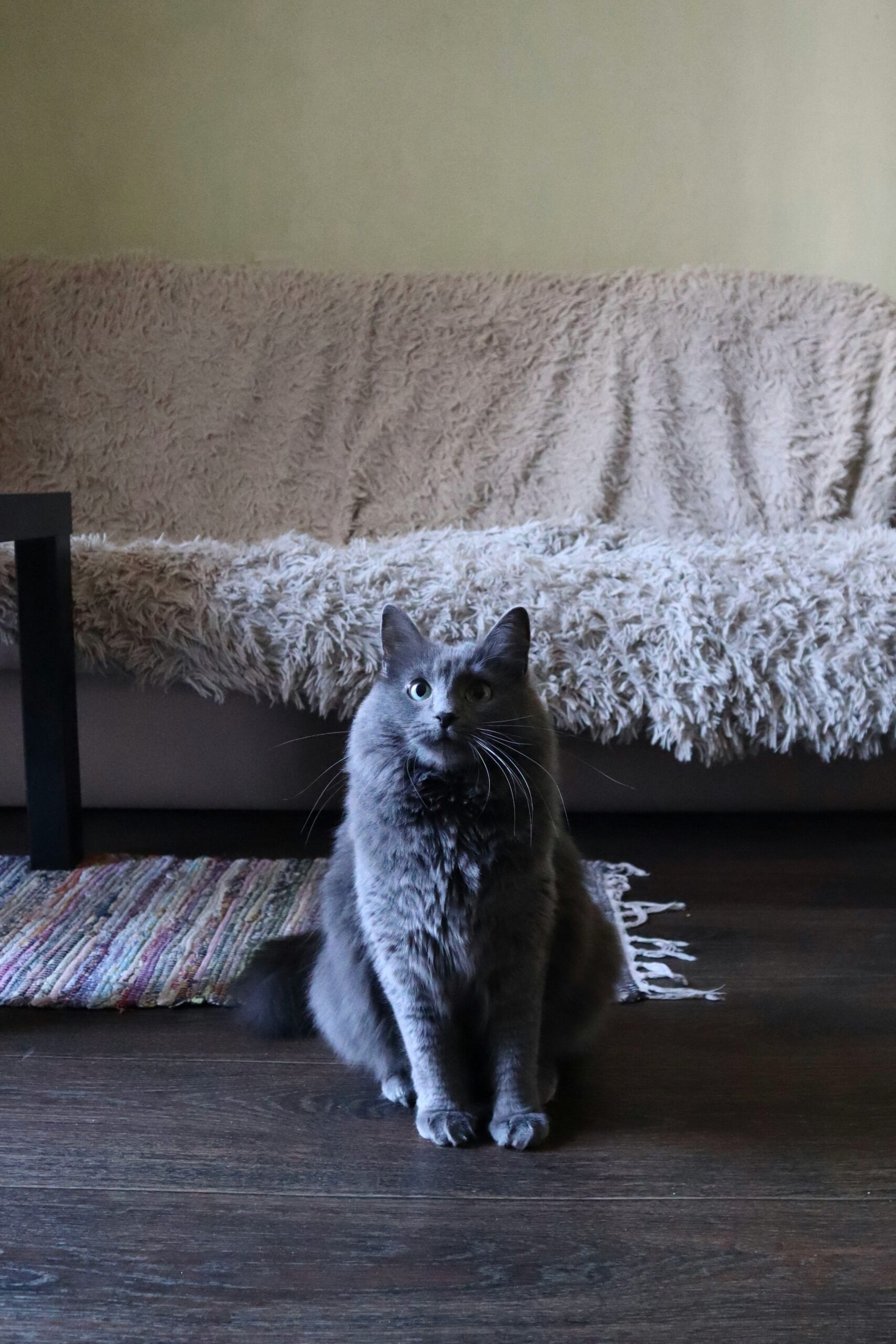 nebelung cat