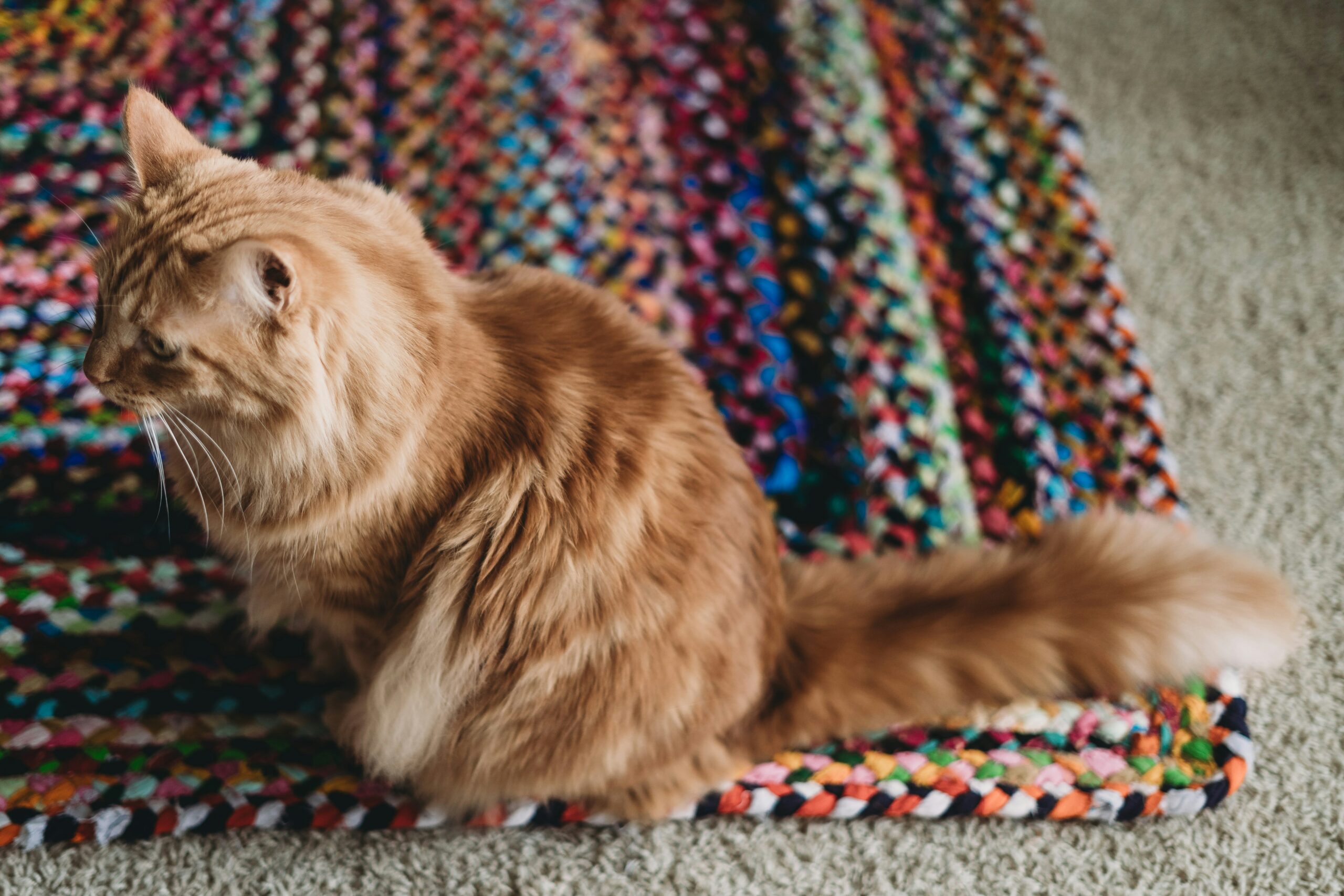 norwegian forest cat