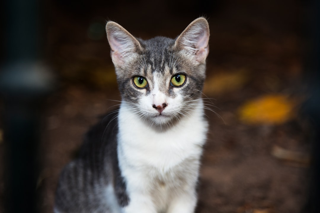 open farm cat food