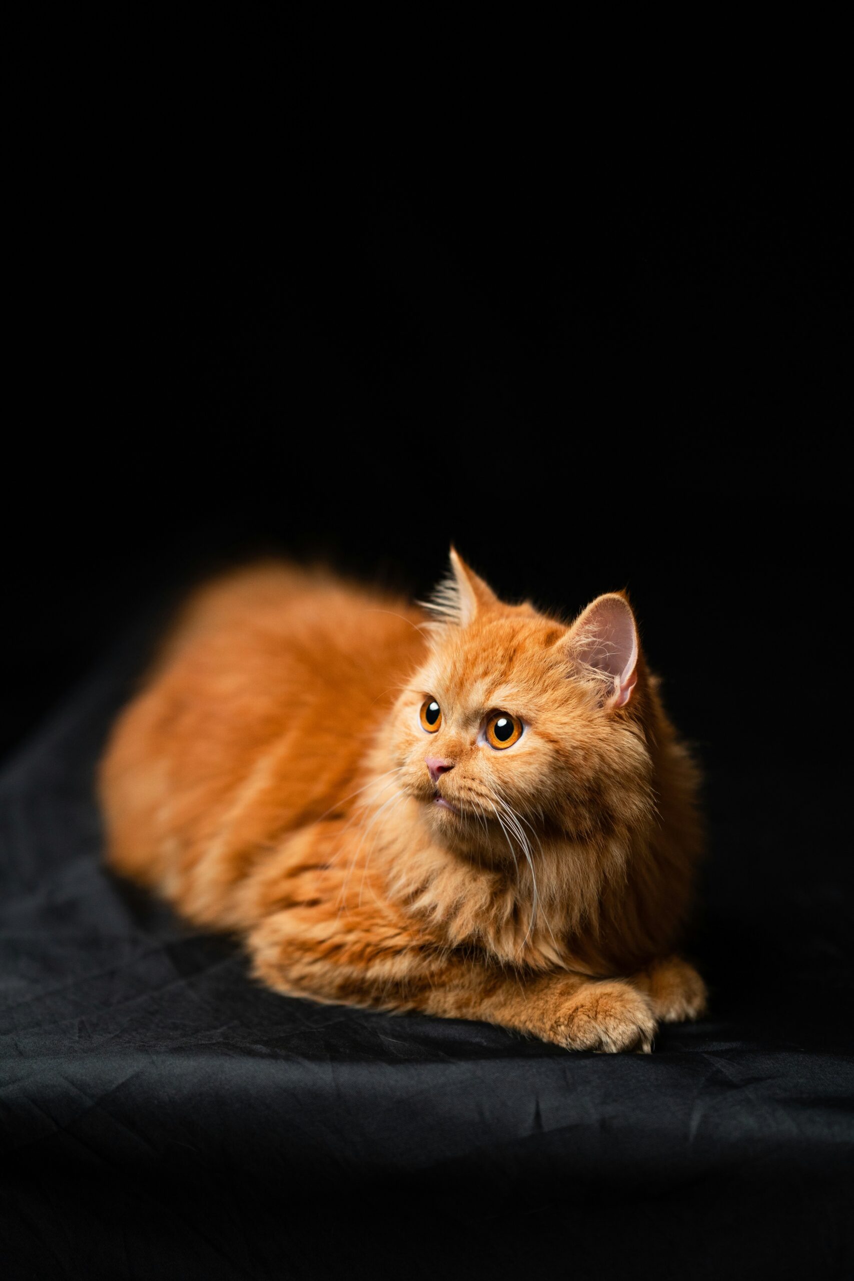 persian cat