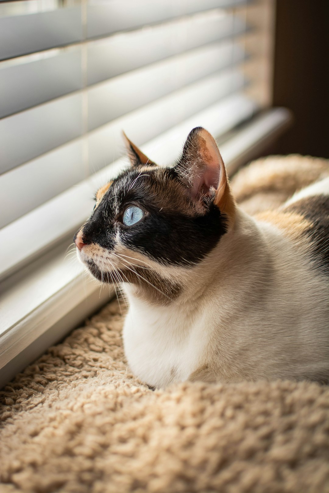 Purina Cat Chow: Pros, Cons, and Nutritional Insights