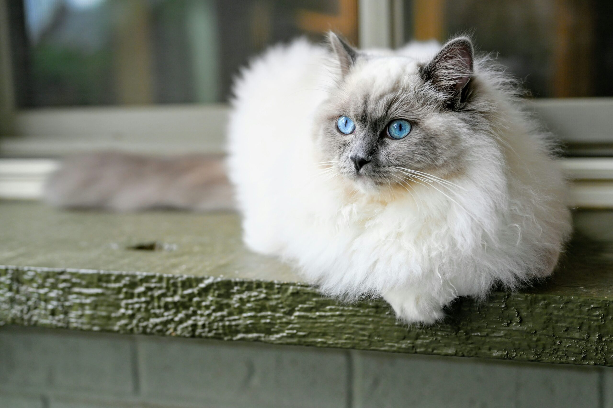 ragdoll cat