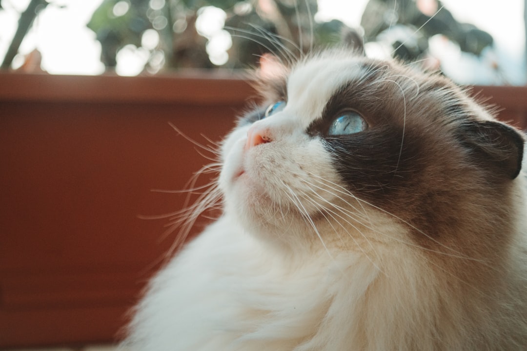 ragdoll kittens