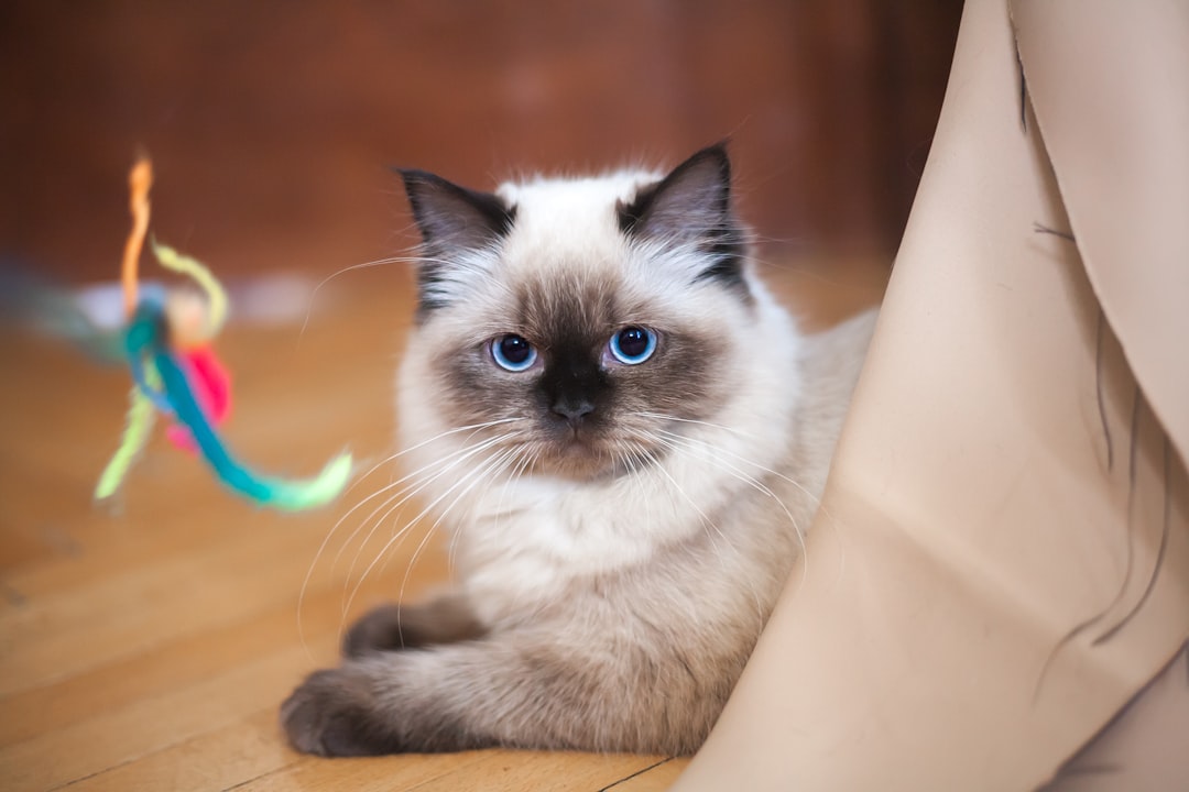 ragdoll kittens