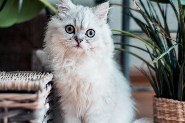 Ragdoll Kittens: Finding the Perfect Companion Near Me