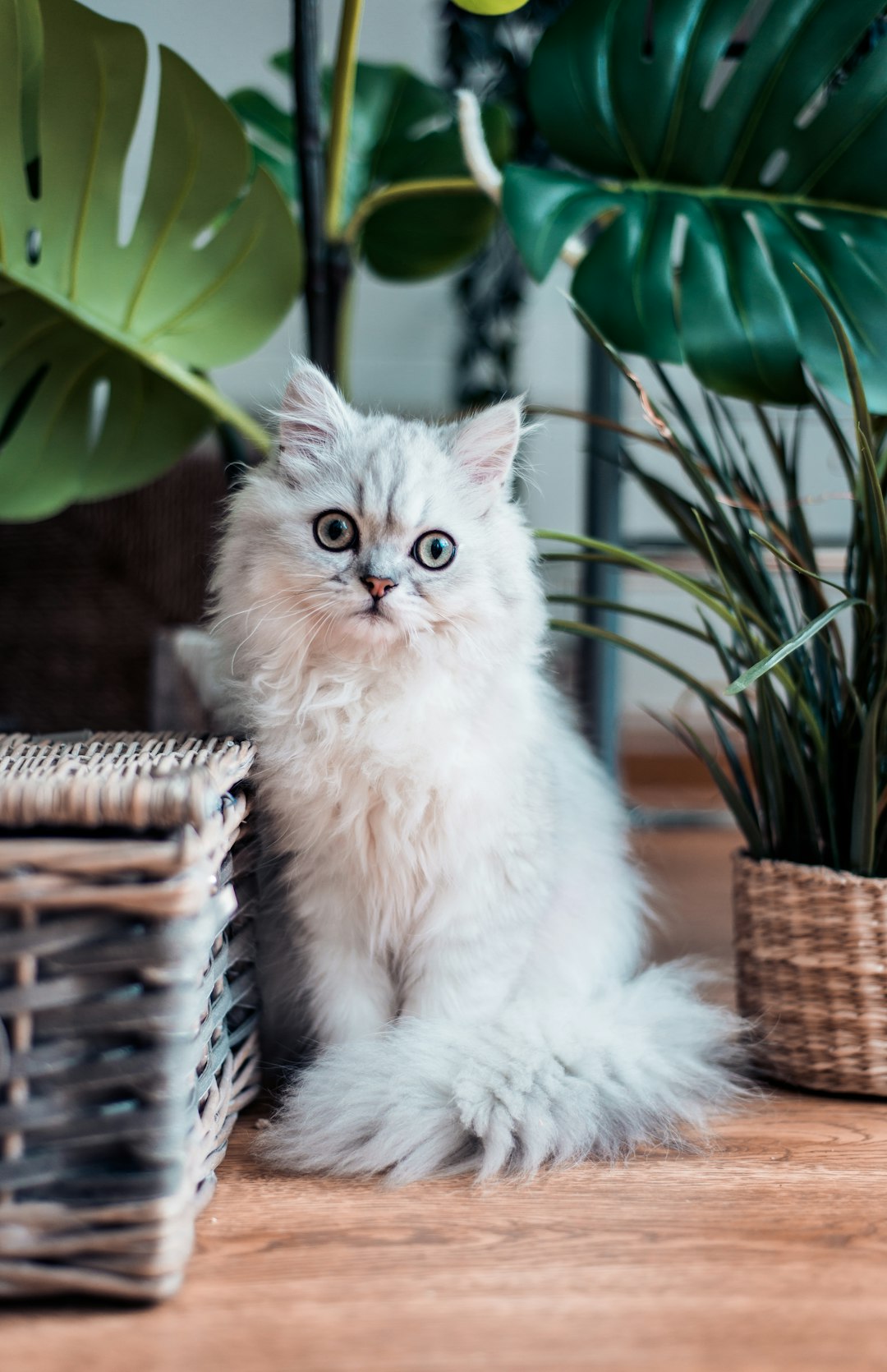 Ragdoll Kittens: Finding the Perfect Companion Near Me