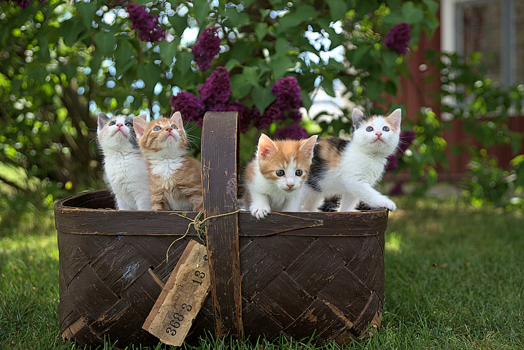 ragdoll kittens for sale near me