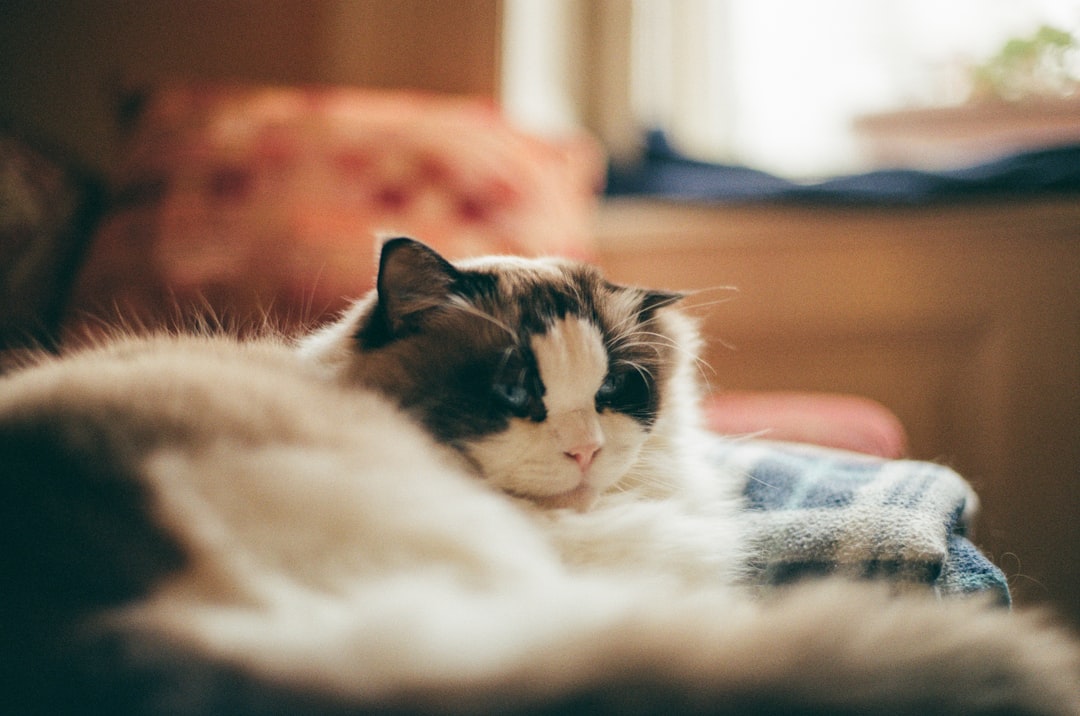 Ragdoll Kittens