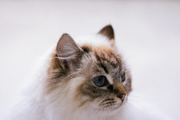 Ragdoll Kittens: The Gentle Giants of the Cat World