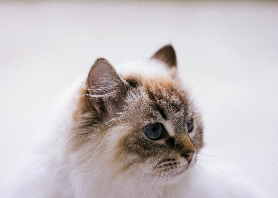 Ragdoll Kittens: The Gentle Giants of the Cat World