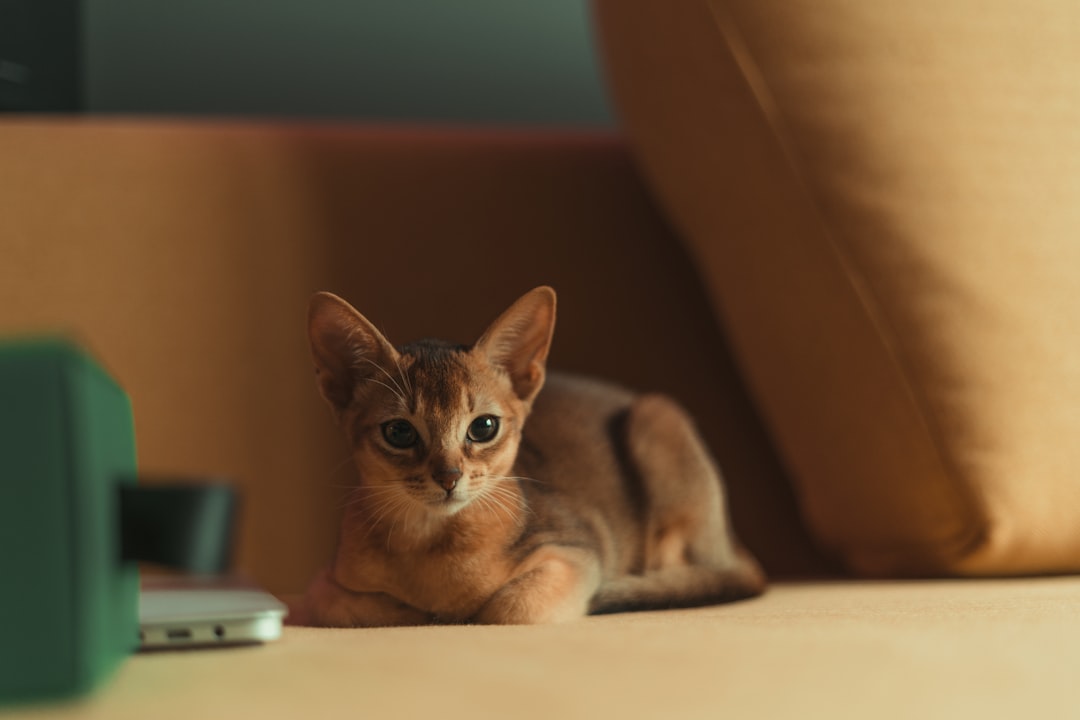 Red Point Siamese: Understanding This Striking Color Variant