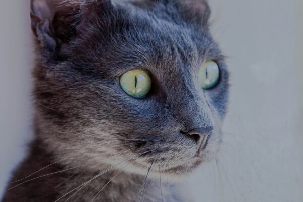 russian blue cat