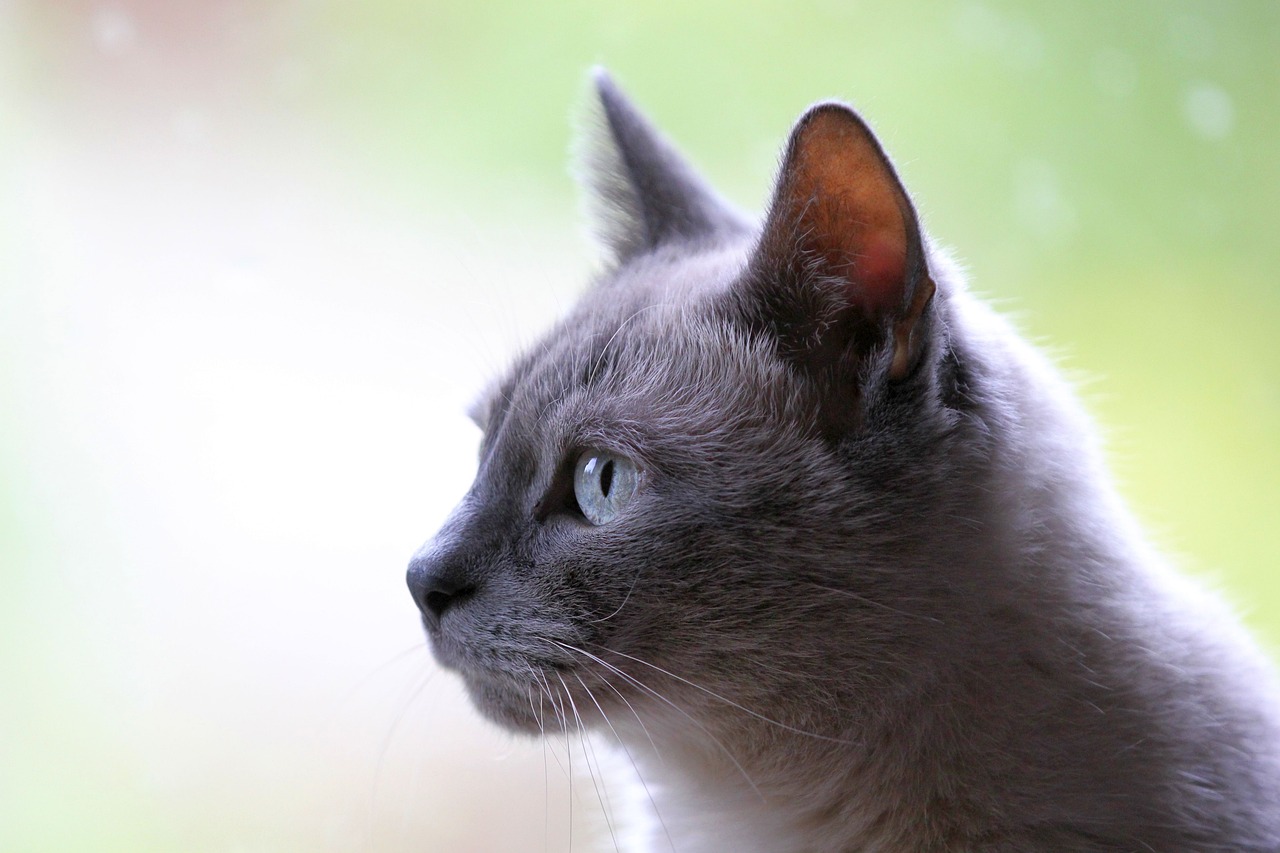 Russian Blue Cat Prices