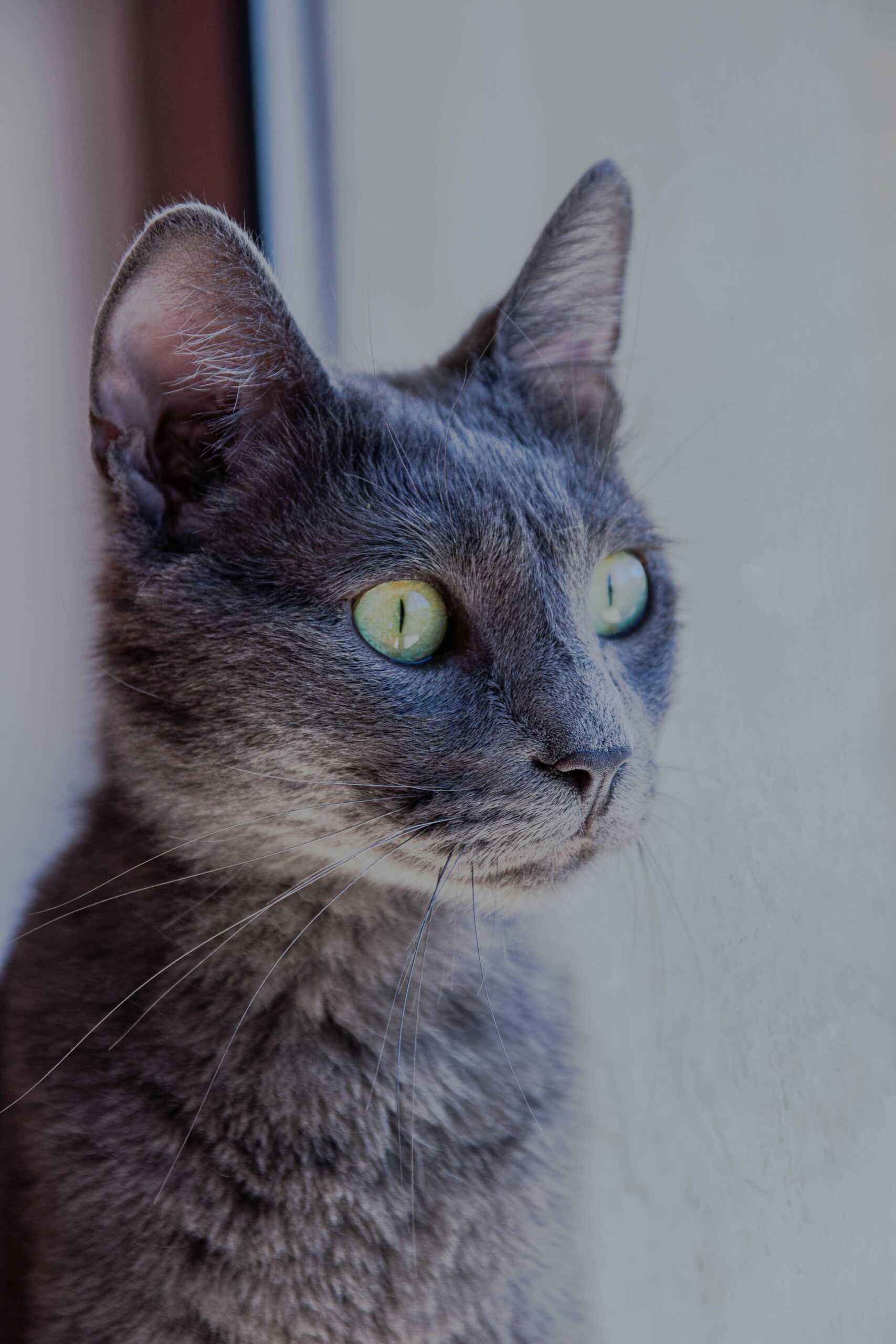 russian blue cat