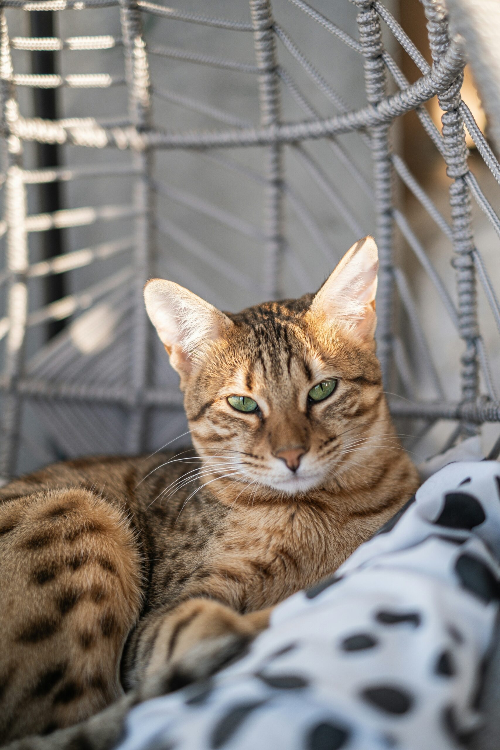 savannah cat