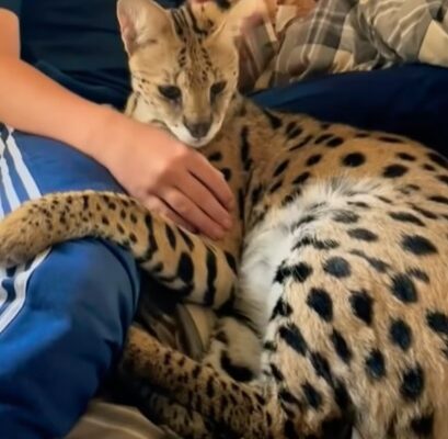 savannah cat