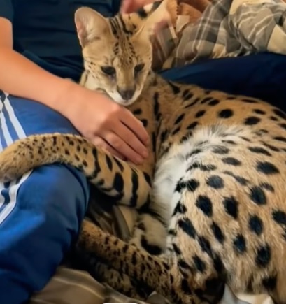 savannah cat