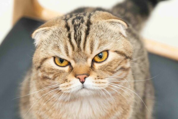 Scottish Fold Cat: Unique Ear Structure and Behavioral Characteristics