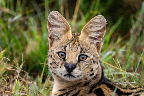 serval cat