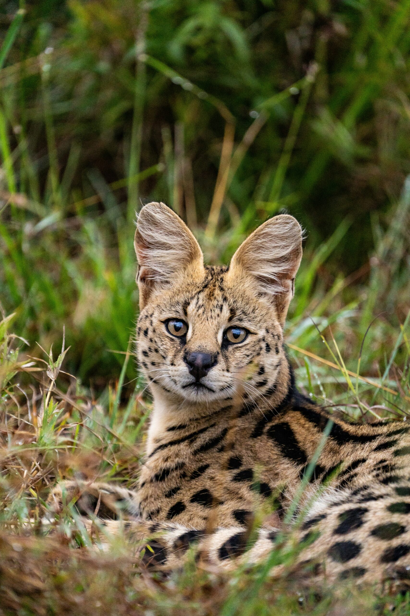 serval cat