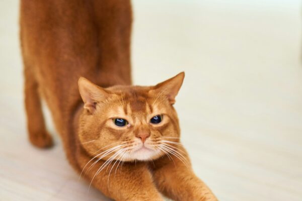 somali cat