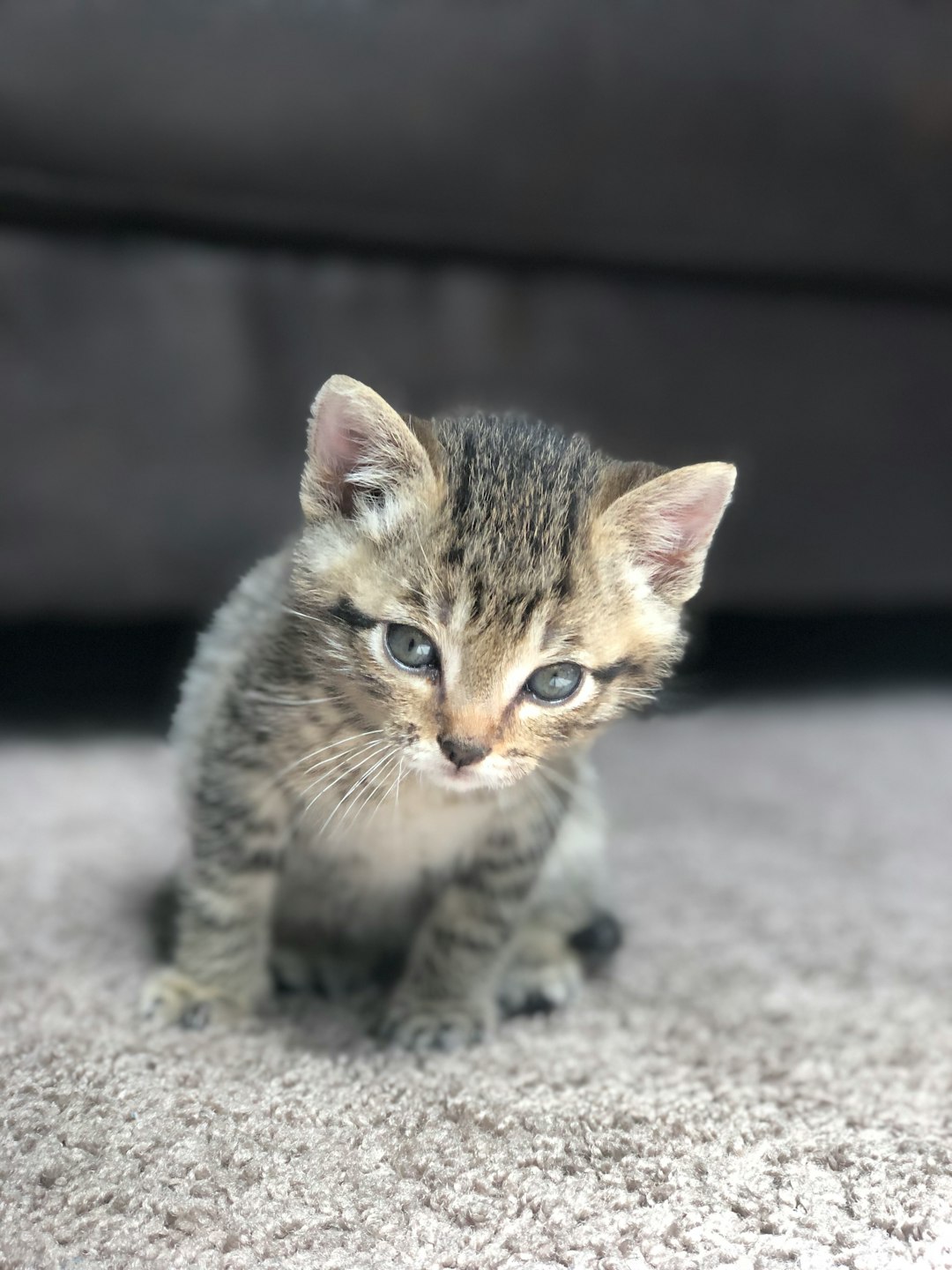 stella and chewy cat food