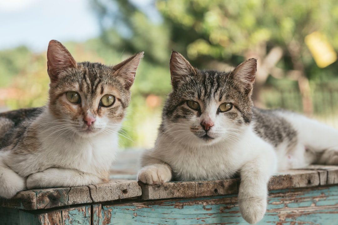 tabby kittens