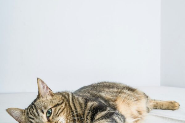 Tabby Kittens: Traits and Care Tips for This Popular Breed