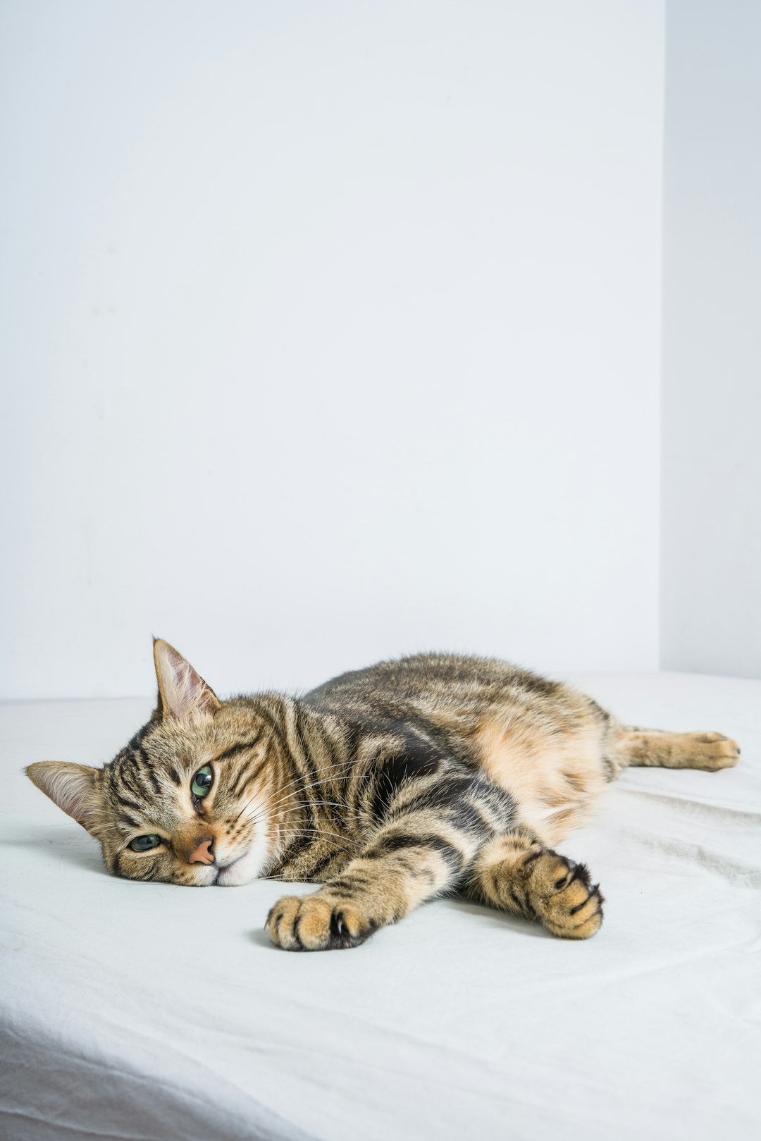 Tabby Kittens: Traits and Care Tips for This Popular Breed