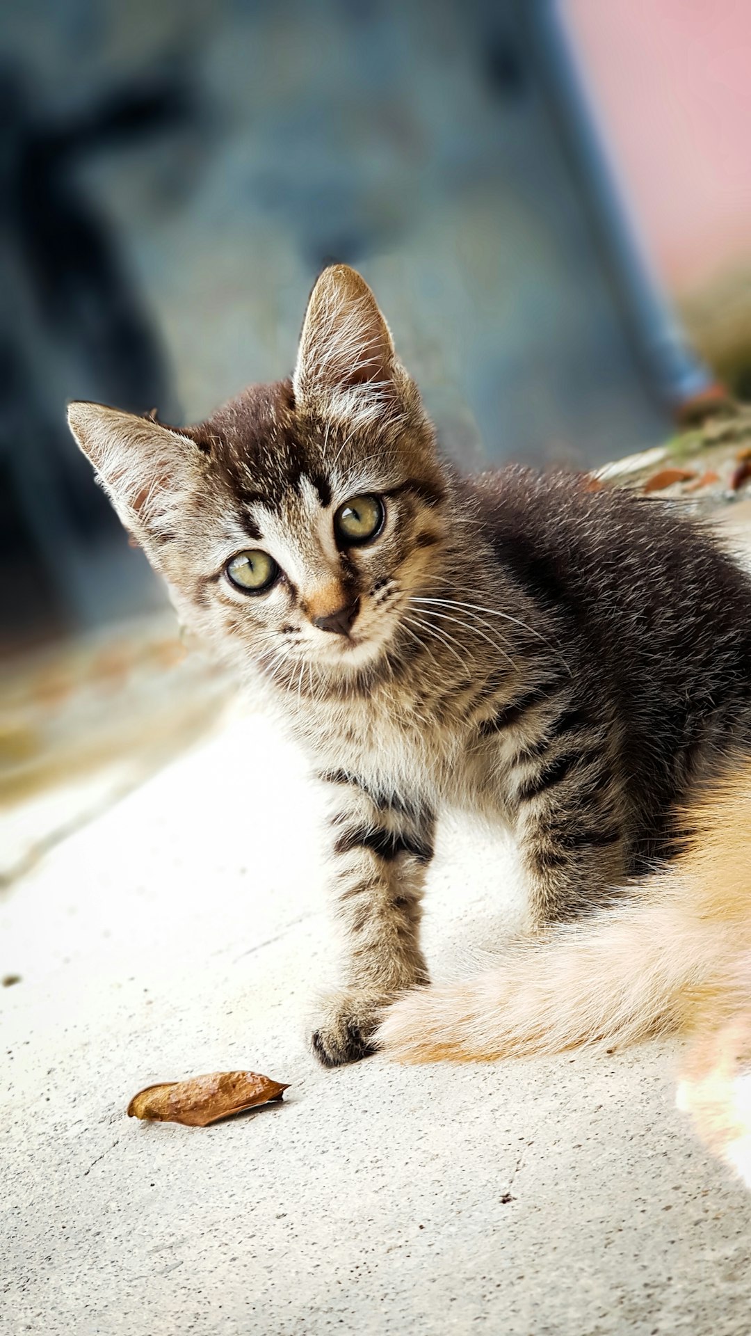 top entry litter box