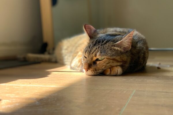 The Advantages of a Top Entry Litter Box: Is It Right for You?