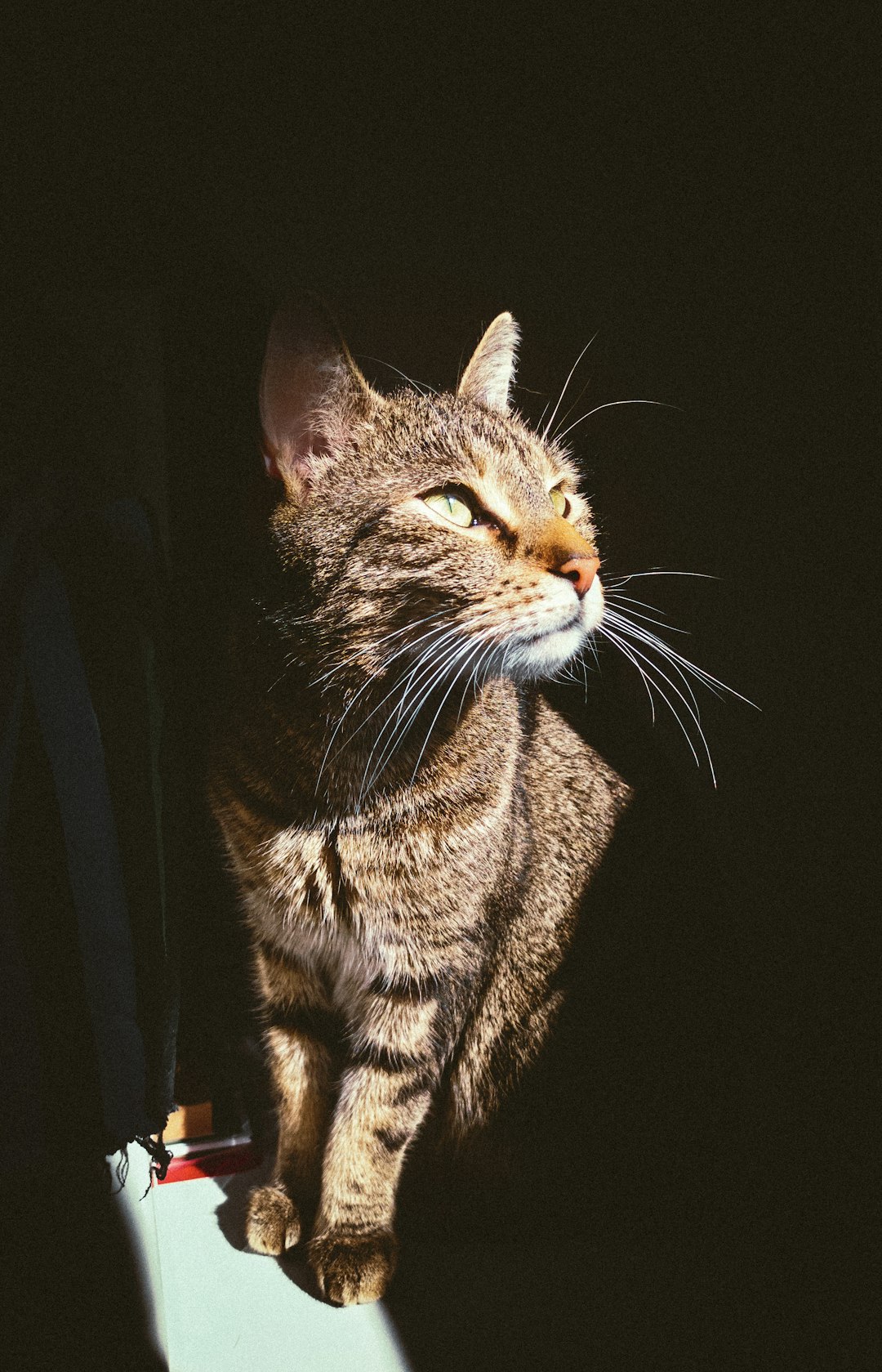 The Advantages of Using a Cat Backpack for Travel