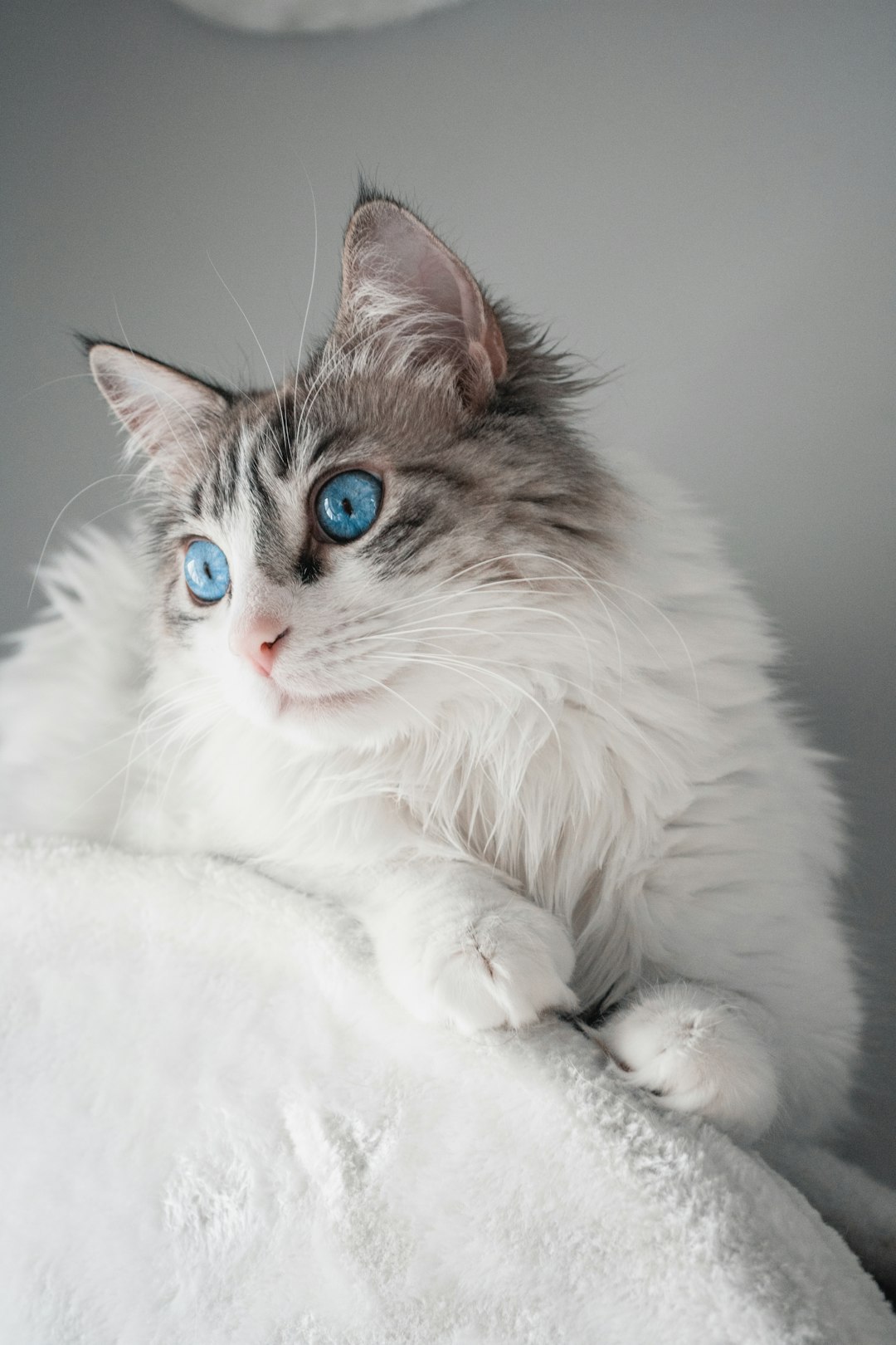 The Allure of the Grey Cat: Personality Traits and Care Tips