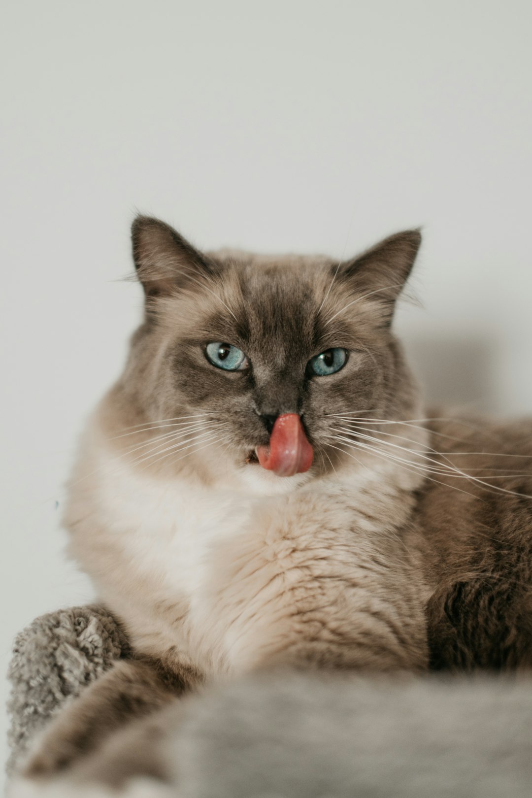 The Allure of the Grey Cat: Traits and Care Tips