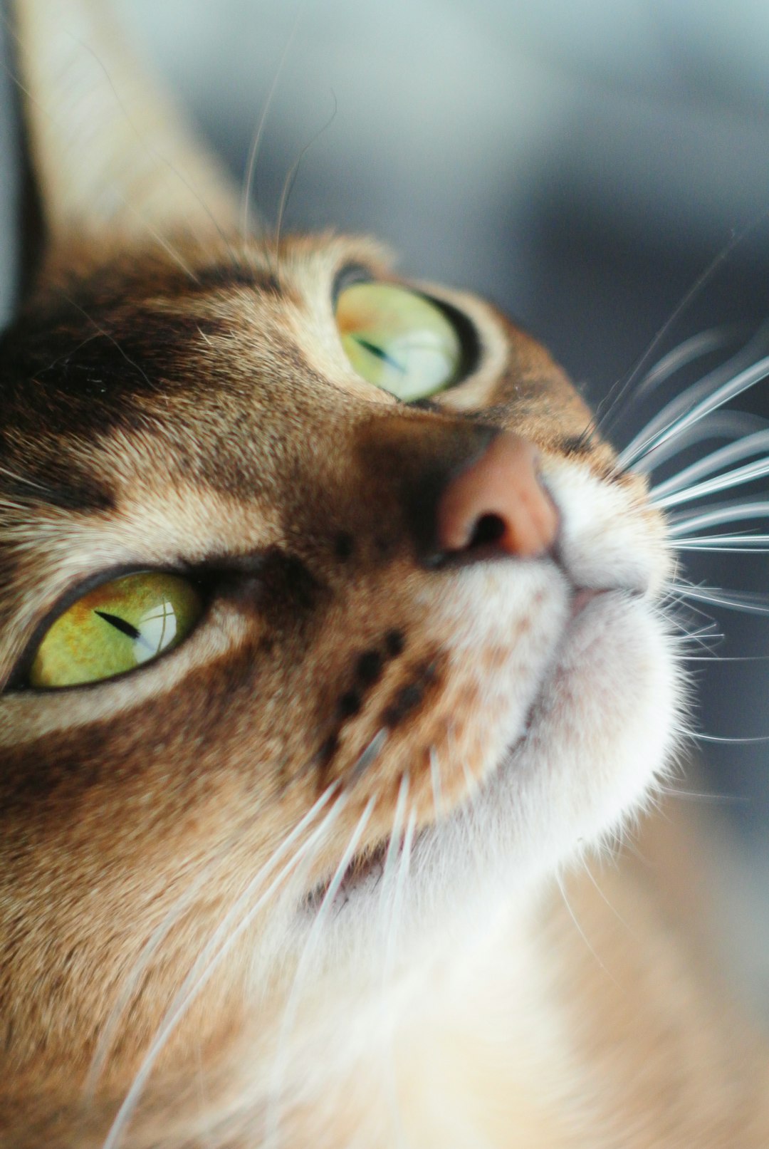 The Allure of the Silver Bengal Cat: Characteristics and Care Needs