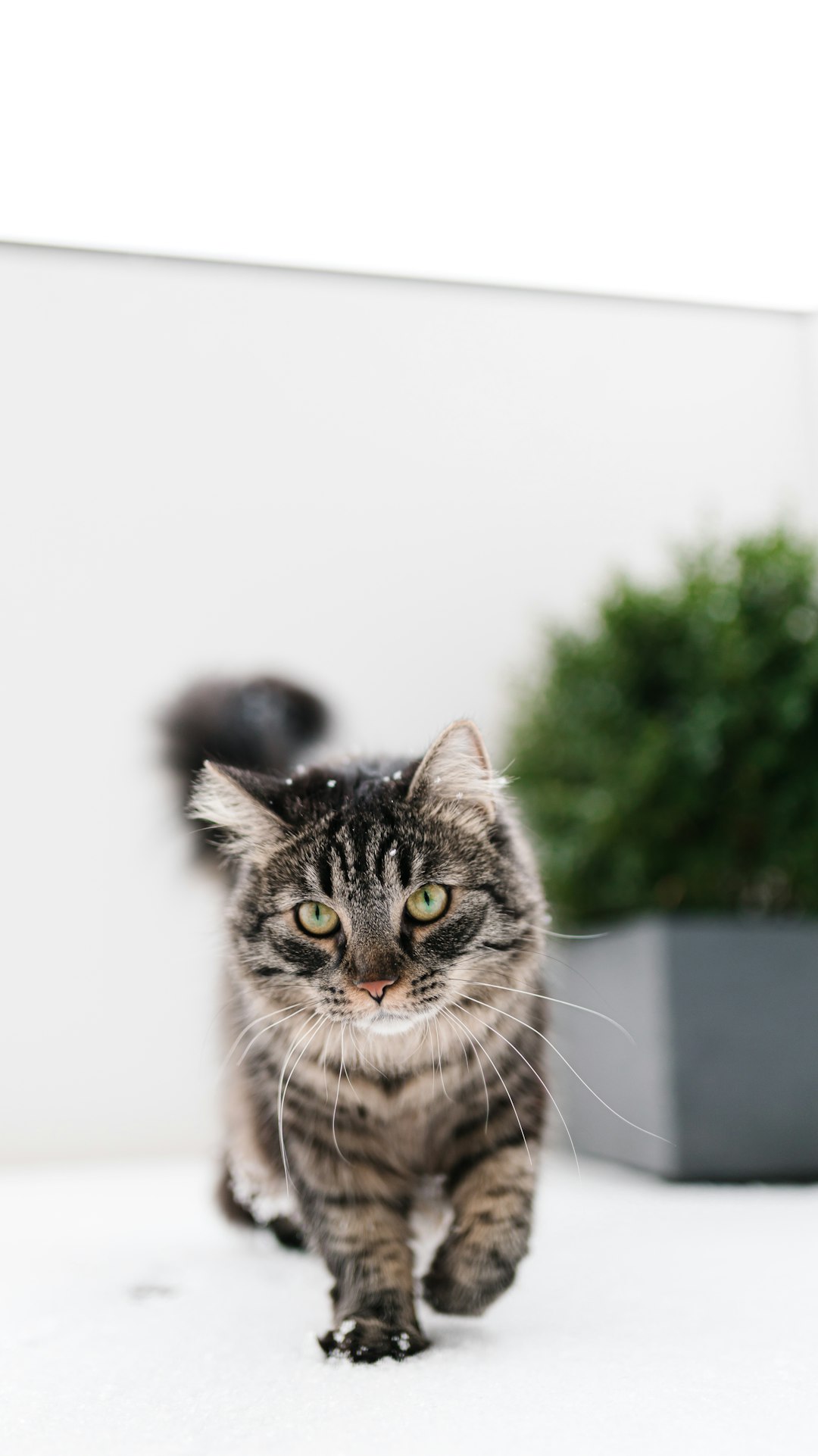 disposable litter box