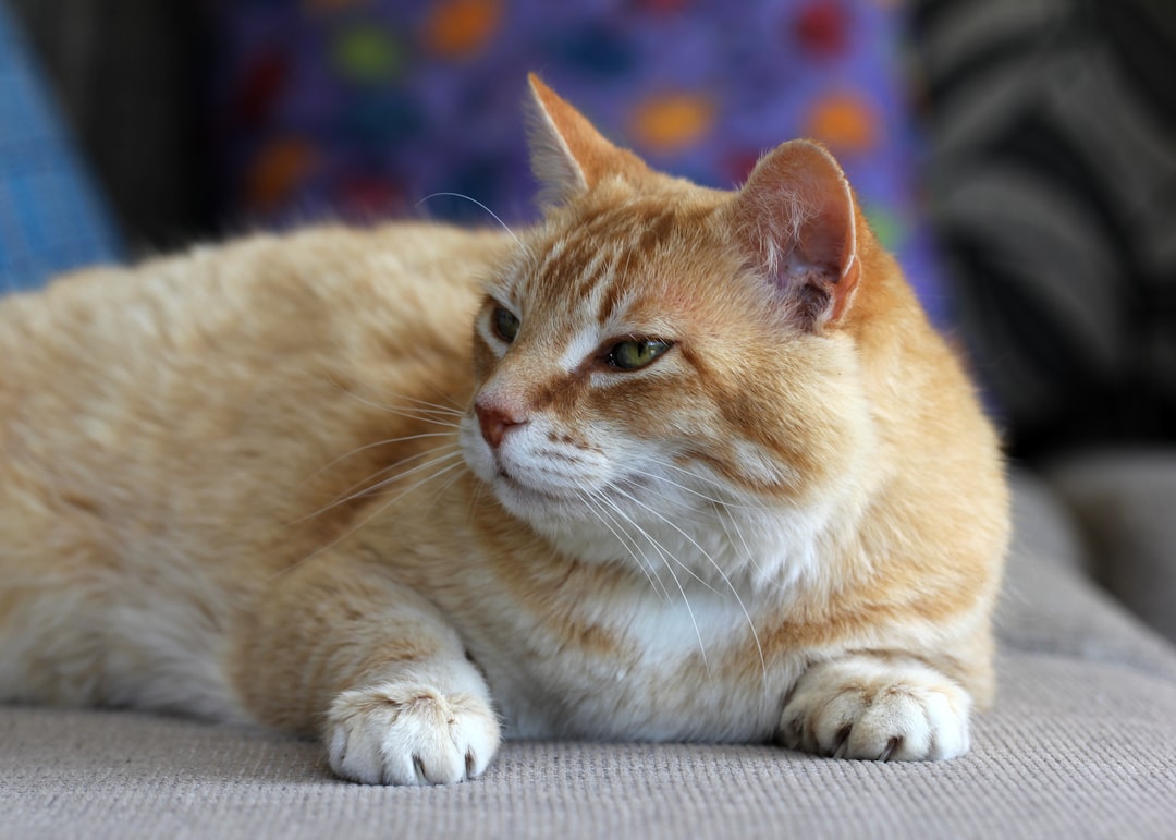 The Benefits of a Flea Collar for Cats: Keeping Your Pet Protected