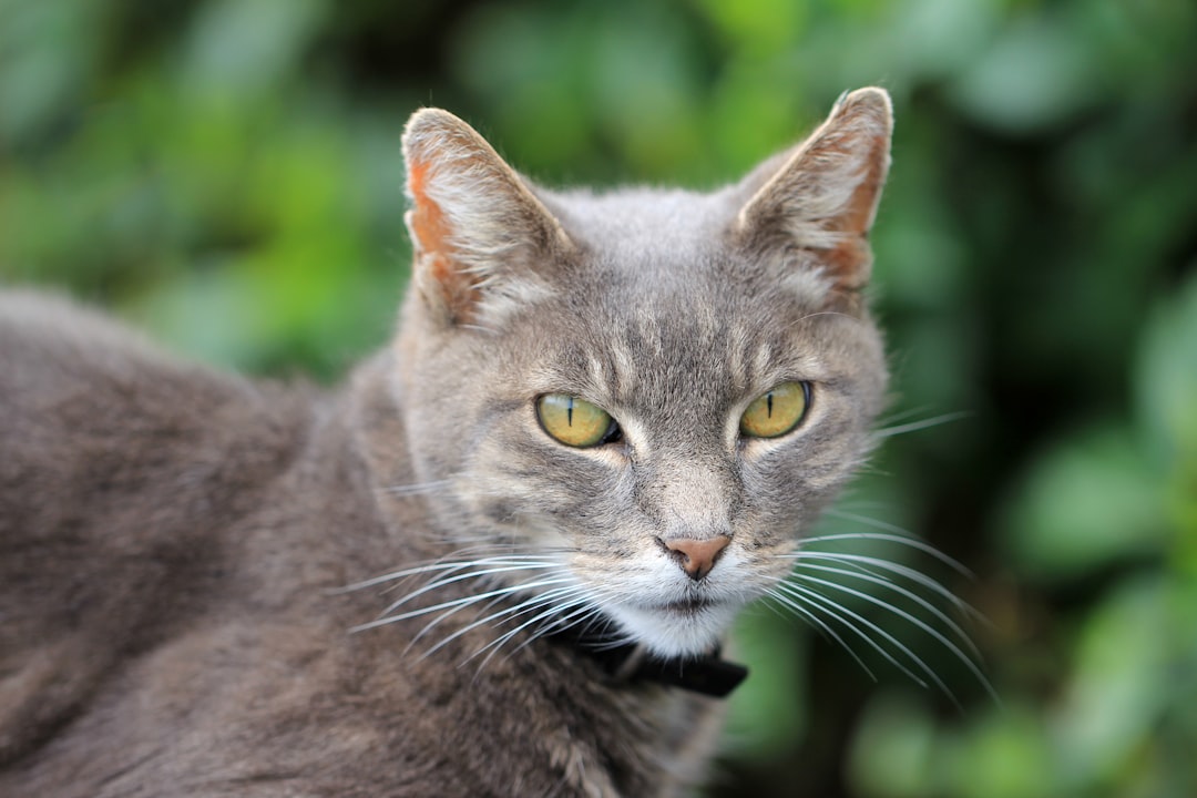 Sifting Litter Box