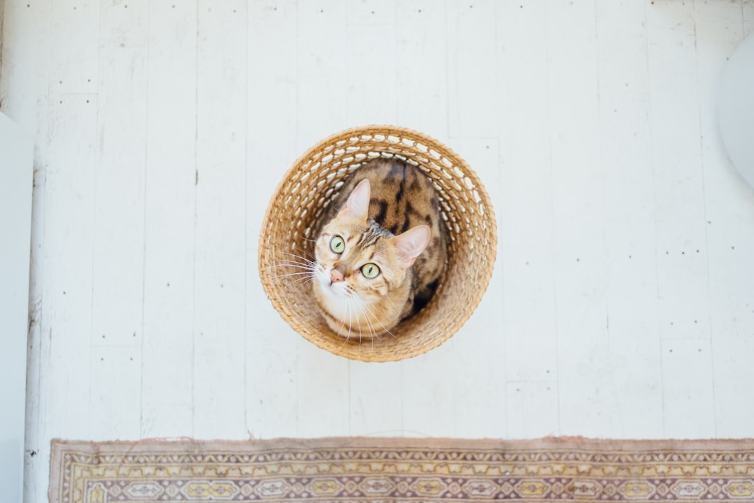 The Benefits of a Sifting Litter Box: Easy Cleanup for Busy Owners