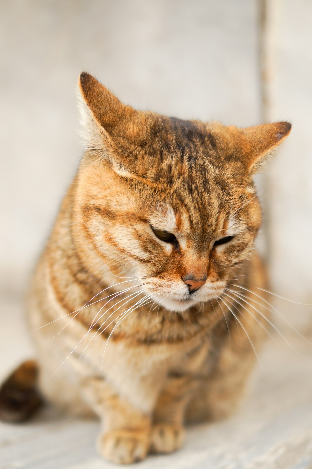 The Benefits of a Sifting Litter Box: Easy Cleanup for Cat Owners