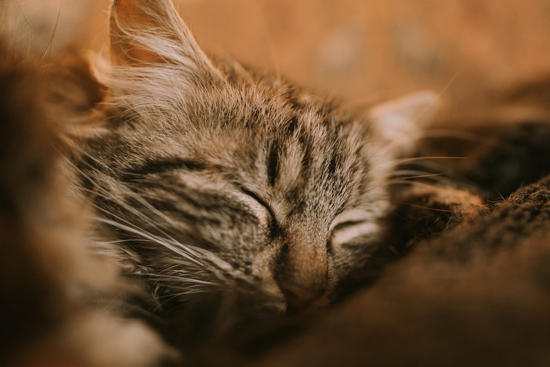 The Benefits of Cat Palm: Pawsitive Effects on Feline Health