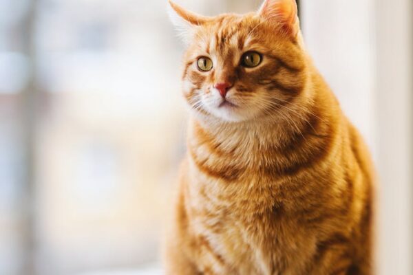 The Benefits of Probiotics for Cats: A Complete Guide