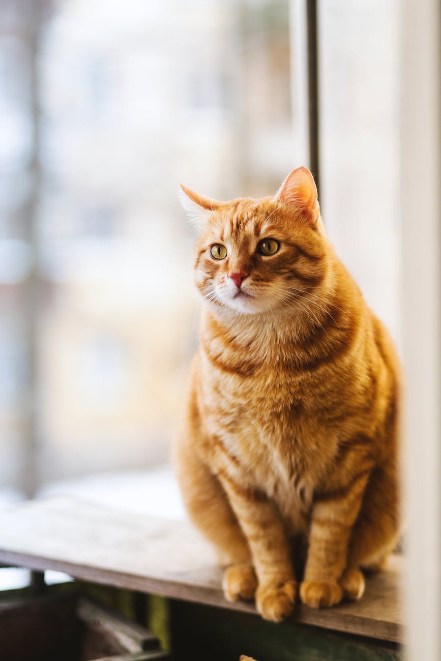 The Benefits of Probiotics for Cats: A Complete Guide