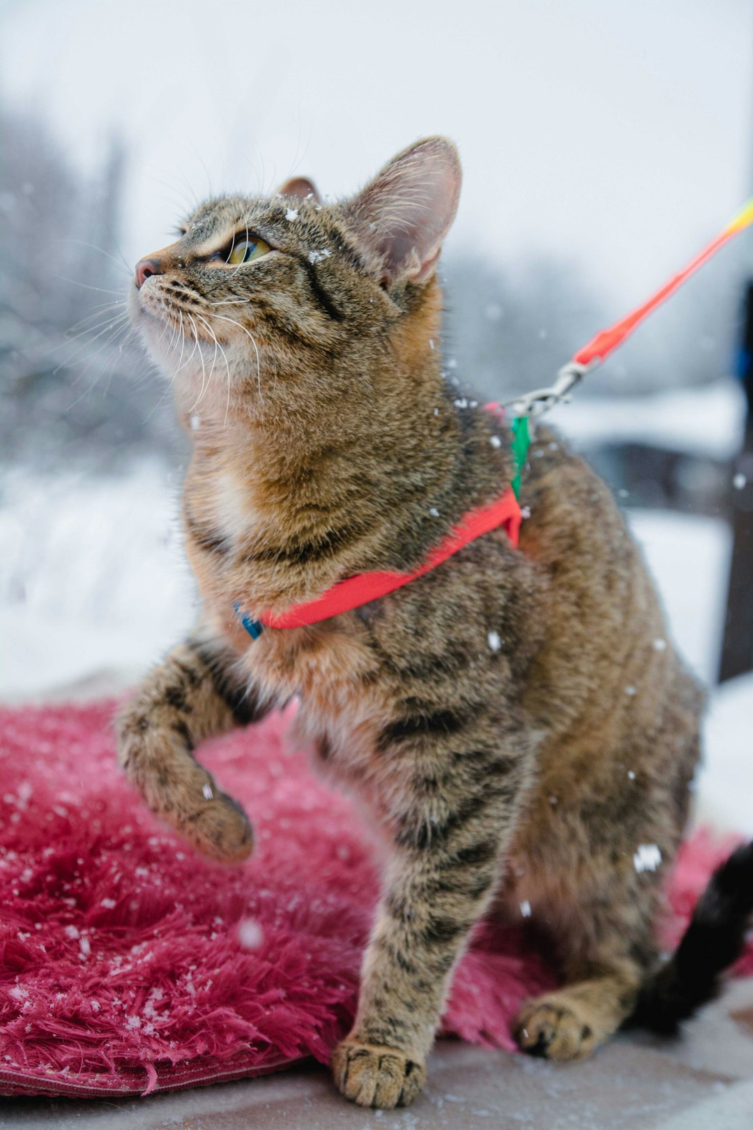 The Best Cat Brush: Choosing the Right Tool for Grooming