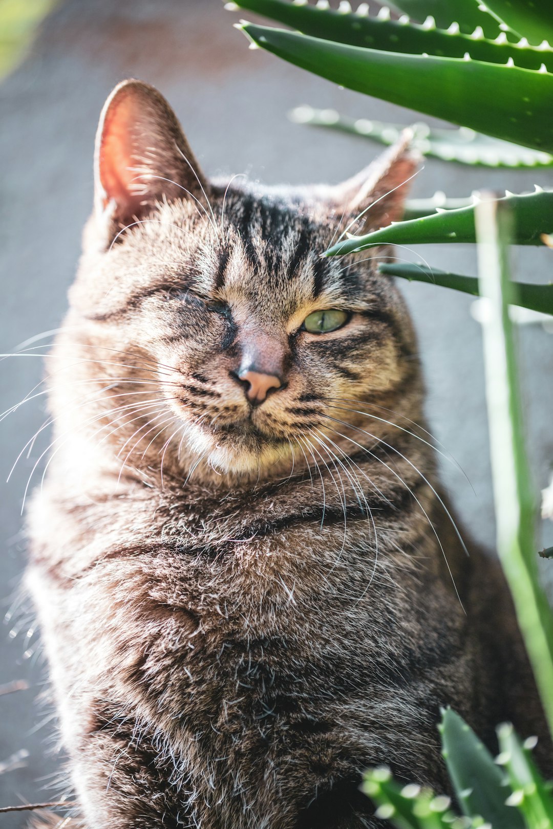 best cat water fountain