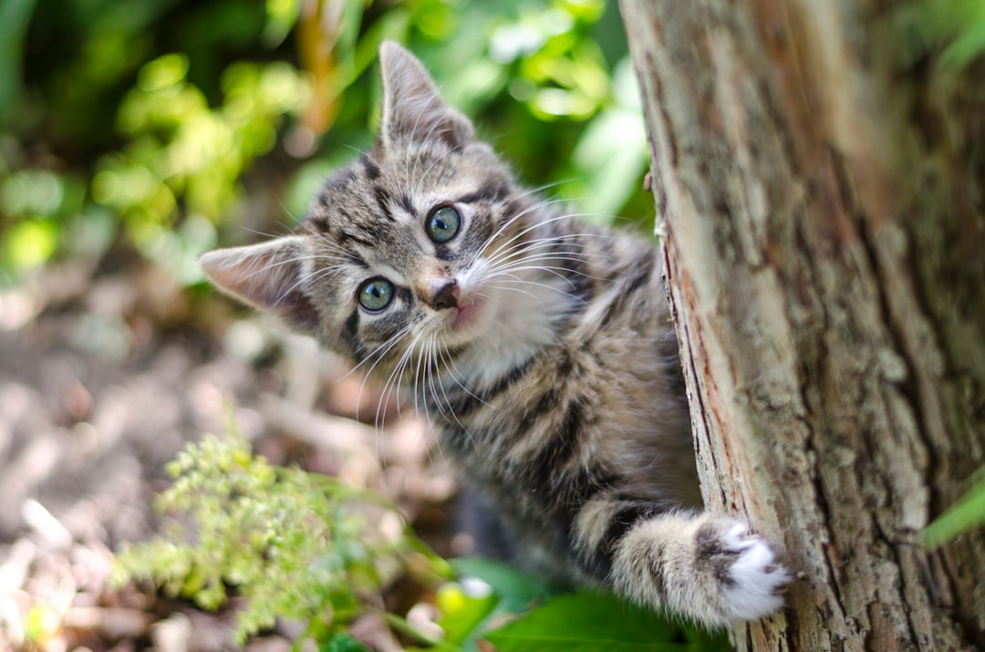 best cat water fountain