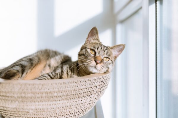 The Best Flea Collar for Cats: Protecting Your Cat Effectively